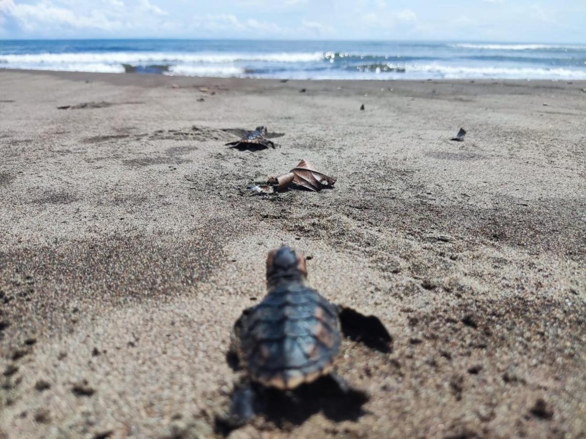 El Deseo Serendipity Tortuguero Luaran gambar