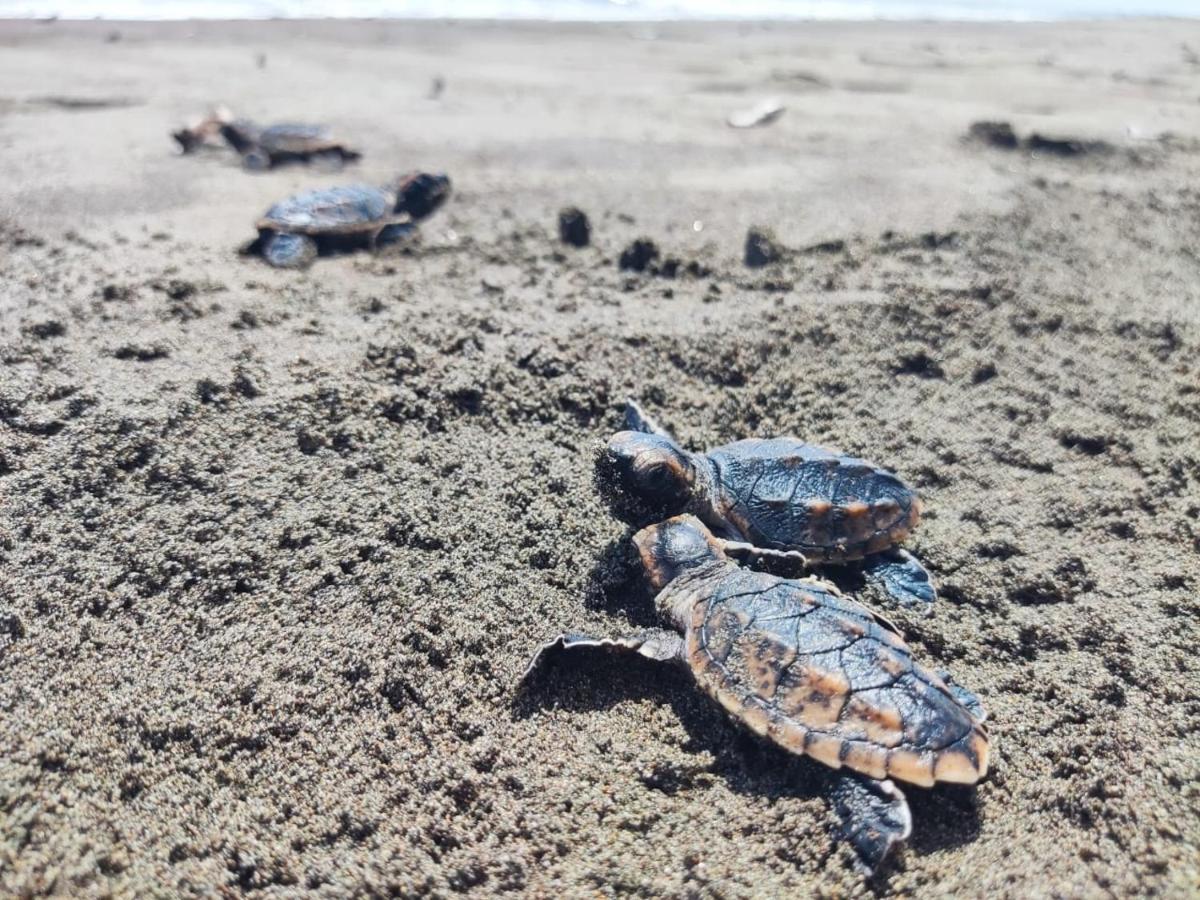 El Deseo Serendipity Tortuguero Luaran gambar