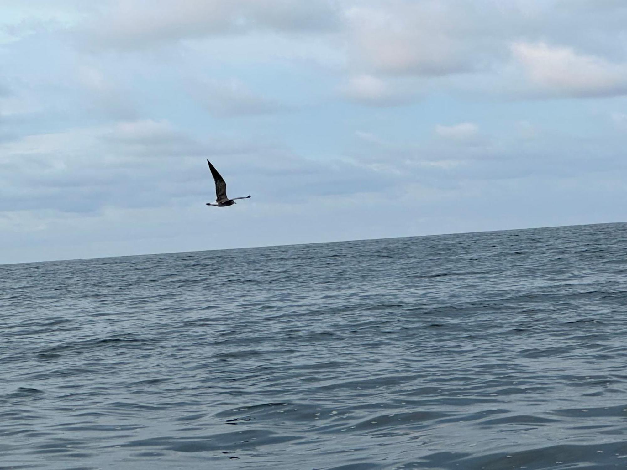 El Deseo Serendipity Tortuguero Luaran gambar